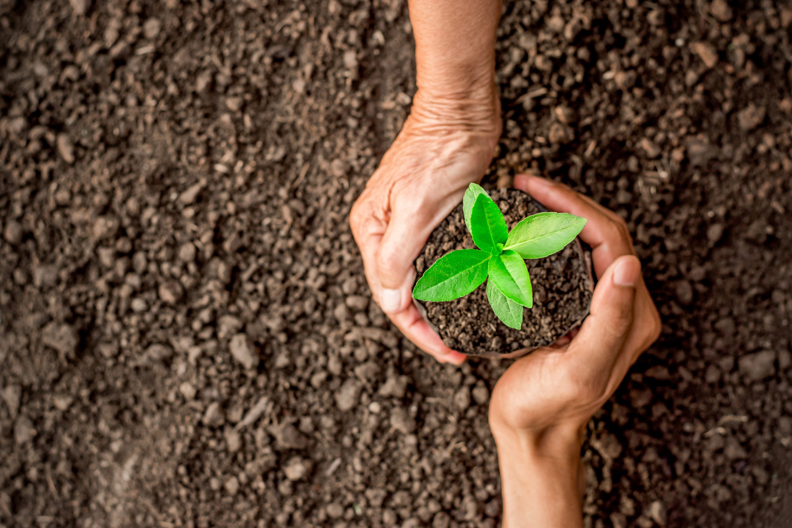 Protección al Medio Ambiente CUIDADO DEL MEDIO AMBIENTE